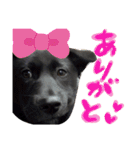 我が家のアイドルくまちゃん（個別スタンプ：6）