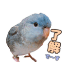 とあるサザナミインコの日常（個別スタンプ：1）