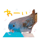 とあるサザナミインコの日常（個別スタンプ：2）