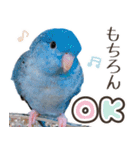 とあるサザナミインコの日常（個別スタンプ：3）