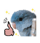 とあるサザナミインコの日常（個別スタンプ：4）