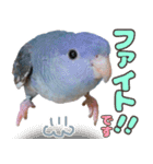 とあるサザナミインコの日常（個別スタンプ：5）