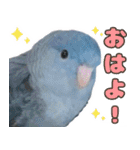 とあるサザナミインコの日常（個別スタンプ：6）