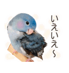 とあるサザナミインコの日常（個別スタンプ：8）