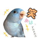 とあるサザナミインコの日常（個別スタンプ：9）