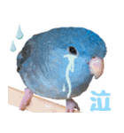 とあるサザナミインコの日常（個別スタンプ：10）