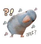 とあるサザナミインコの日常（個別スタンプ：11）
