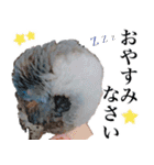 とあるサザナミインコの日常（個別スタンプ：12）