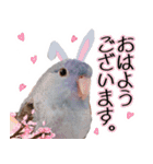 とあるサザナミインコの日常（個別スタンプ：13）
