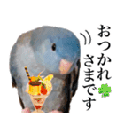 とあるサザナミインコの日常（個別スタンプ：14）