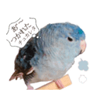 とあるサザナミインコの日常（個別スタンプ：15）