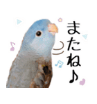 とあるサザナミインコの日常（個別スタンプ：16）