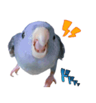 とあるサザナミインコの日常（個別スタンプ：17）