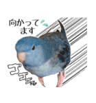 とあるサザナミインコの日常（個別スタンプ：19）