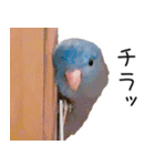 とあるサザナミインコの日常（個別スタンプ：22）