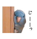 とあるサザナミインコの日常（個別スタンプ：23）