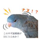 とあるサザナミインコの日常（個別スタンプ：24）
