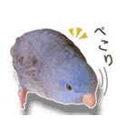 とあるサザナミインコの日常（個別スタンプ：25）