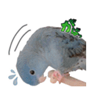とあるサザナミインコの日常（個別スタンプ：26）