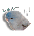 とあるサザナミインコの日常（個別スタンプ：27）