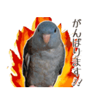 とあるサザナミインコの日常（個別スタンプ：28）