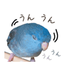 とあるサザナミインコの日常（個別スタンプ：29）