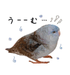 とあるサザナミインコの日常（個別スタンプ：30）