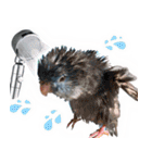 とあるサザナミインコの日常（個別スタンプ：31）
