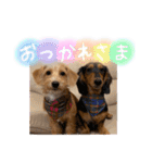 茶ベニ時々あーちゃん2（個別スタンプ：1）