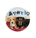 茶ベニ時々あーちゃん2（個別スタンプ：2）