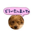 茶ベニ時々あーちゃん2（個別スタンプ：3）