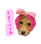 茶ベニ時々あーちゃん2（個別スタンプ：7）