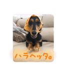 茶ベニ時々あーちゃん2（個別スタンプ：10）