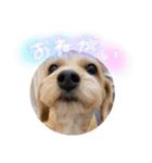 茶ベニ時々あーちゃん2（個別スタンプ：14）