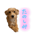 茶ベニ時々あーちゃん2（個別スタンプ：17）