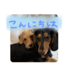 茶ベニ時々あーちゃん2（個別スタンプ：22）