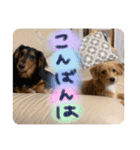 茶ベニ時々あーちゃん2（個別スタンプ：24）