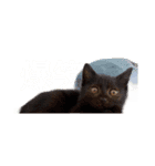 黒川家の愉快な仲間たち（個別スタンプ：2）