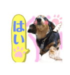 我が家の天使たち2（個別スタンプ：3）