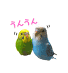 ひまうみスタンプ（個別スタンプ：12）