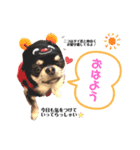 ニコ♡ちゃんスタンプ（個別スタンプ：1）