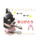 ニコ♡ちゃんスタンプ（個別スタンプ：4）