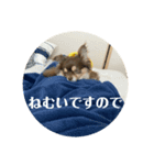 チワワのまろきち【その2！】（個別スタンプ：1）