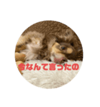 チワワのまろきち【その2！】（個別スタンプ：2）