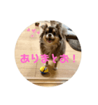チワワのまろきち【その2！】（個別スタンプ：4）