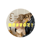 チワワのまろきち【その2！】（個別スタンプ：5）