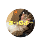 チワワのまろきち【その2！】（個別スタンプ：6）