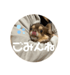 チワワのまろきち【その2！】（個別スタンプ：7）