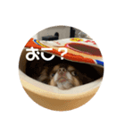 チワワのまろきち【その2！】（個別スタンプ：8）