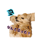 アメコカの日常(∪・ω・)（個別スタンプ：3）